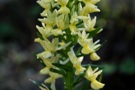 Dactylorhiza romana